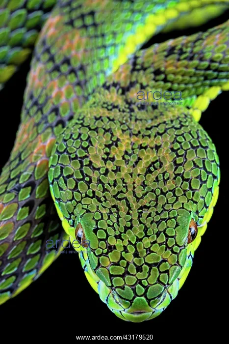 : Palawan pit viper (Parias schultzei), juvenil, head : Palawan pit viper (Parias schultzei), juvenil, head