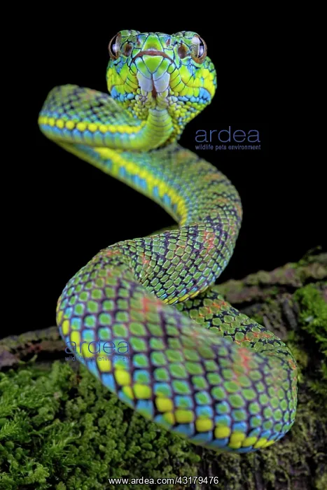 : Palawan pit viper (Parias schultzei) on branch : Palawan pit viper (Parias schultzei) on branch
