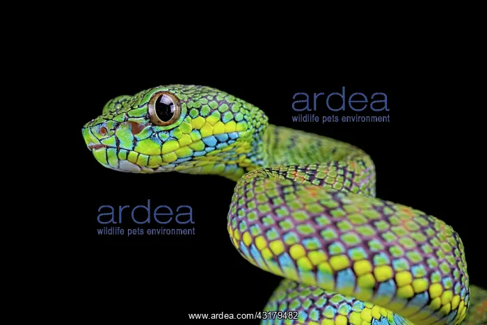 : Palawan pit viper (Parias schultzei), juvenile : Palawan pit viper (Parias schultzei), juvenile