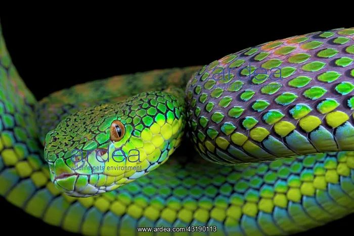 : Palawan Pit Viper (Trimeresurus schlutzei) female : Palawan Pit Viper (Trimeresurus schlutzei) female