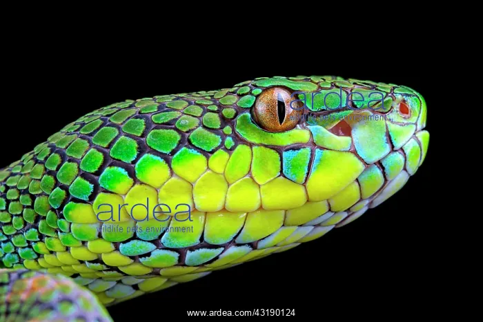 : Palawan Pit Viper (Trimeresurus schlutzei) female : Palawan Pit Viper (Trimeresurus schlutzei) female