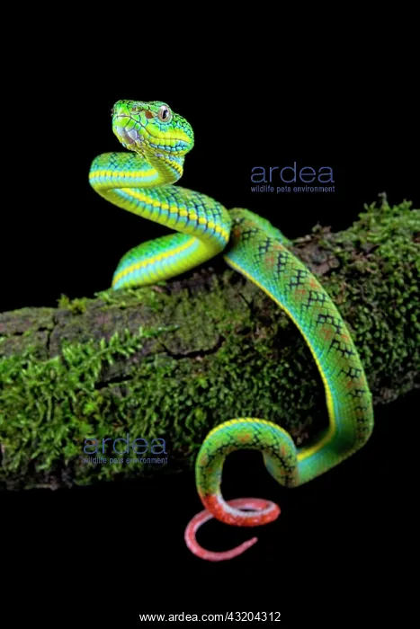 : Palawan Pit Viper (Trimeresurus schlutzei) juv&, x9ba9;le : Palawan Pit Viper (Trimeresurus schlutzei) juv&, x9ba9;le