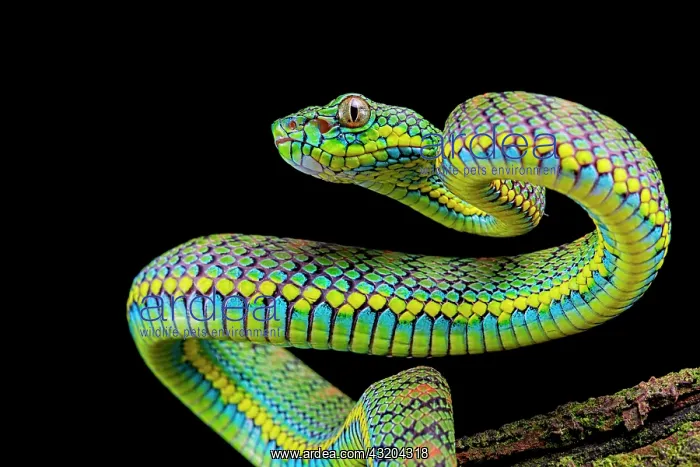 : Palawan Pit Viper (Trimeresurus schlutzei) juv&, x9ba9;le : Palawan Pit Viper (Trimeresurus schlutzei) juv&, x9ba9;le