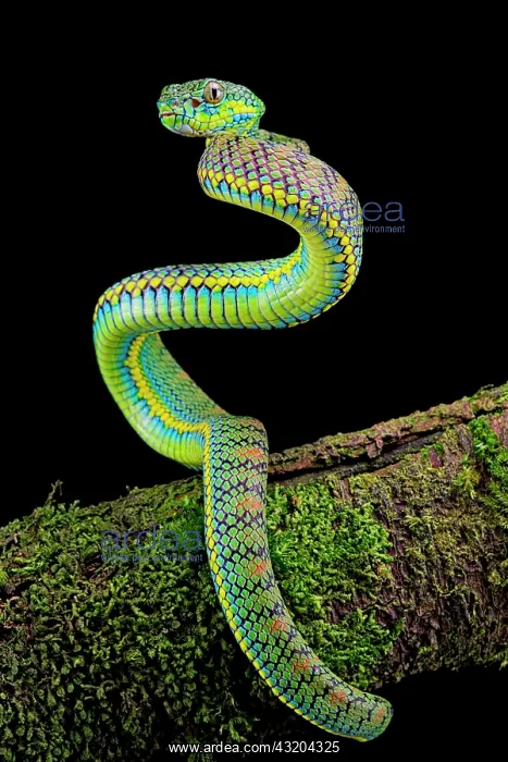 : Palawan Pit Viper (Trimeresurus schlutzei) juv&, x9ba9;le : Palawan Pit Viper (Trimeresurus schlutzei) juv&, x9ba9;le