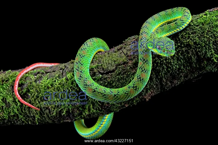 : Palawan Pit Viper (Trimeresurus schlutzei) juv&, x9ba9;le : Palawan Pit Viper (Trimeresurus schlutzei) juv&, x9ba9;le