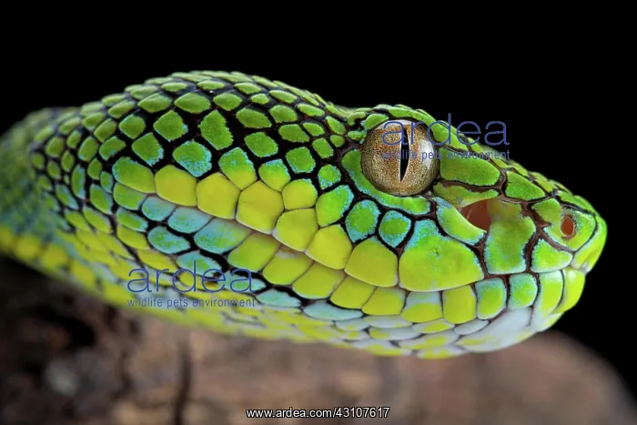 : Palawan Pit Viper (Trimeresurus schultzei), endemic : Palawan Pit Viper (Trimeresurus schultzei), endemic