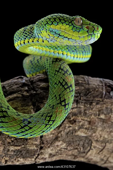 : Palawan Pit Viper (Trimeresurus schultzei), endemic : Palawan Pit Viper (Trimeresurus schultzei), endemic
