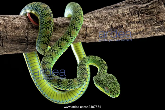: Palawan Pit Viper (Trimeresurus schultzei), endemic : Palawan Pit Viper (Trimeresurus schultzei), endemic