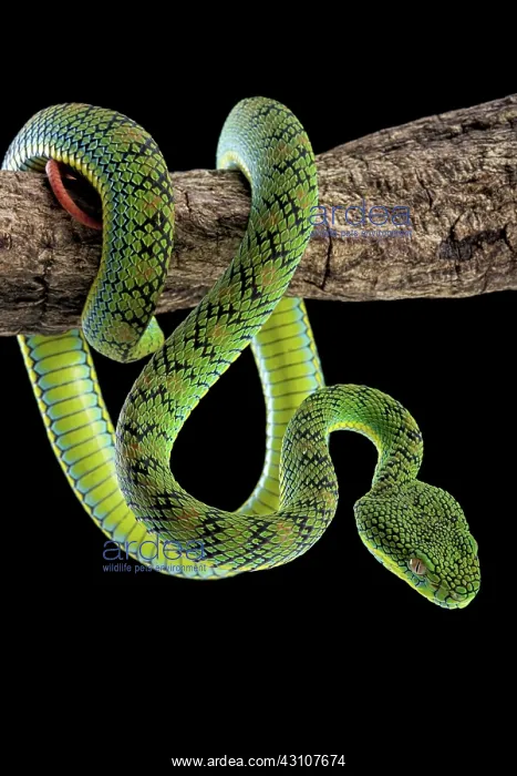 : Palawan Pit Viper (Trimeresurus schultzei), endemic : Palawan Pit Viper (Trimeresurus schultzei), endemic