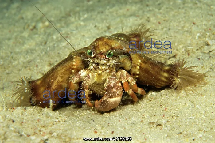 : Pale Anemone Hermit Crab : Pale Anemone Hermit Crab