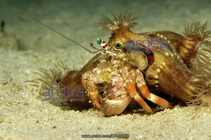 : Pale Anemone Hermit Crab : Pale Anemone Hermit Crab