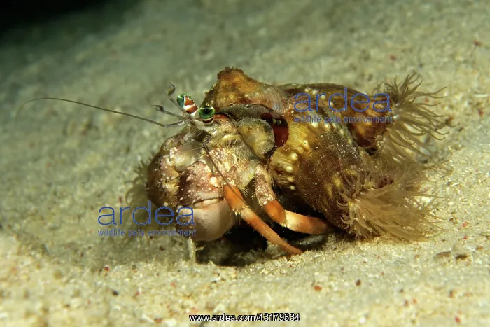 : Pale Anemone Hermit Crab : Pale Anemone Hermit Crab