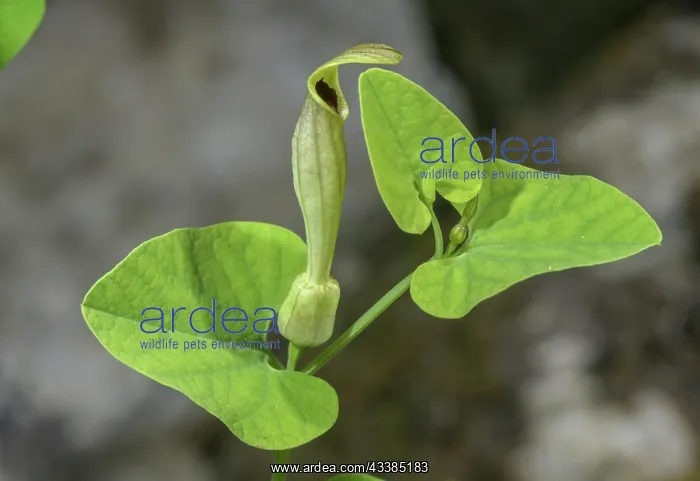 : Pale birthwort, Aristolochia pallida, in flower, Slovenia : Pale birthwort, Aristolochia pallida, in flower, Slovenia