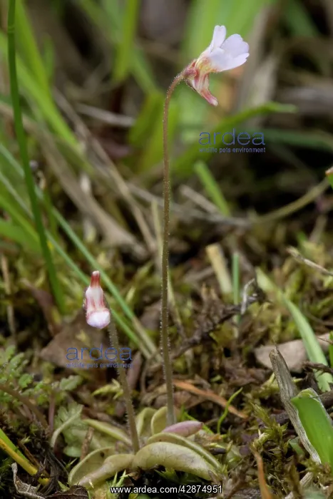 : Pale butterwort, or western butterwort : Pale butterwort, or western butterwort