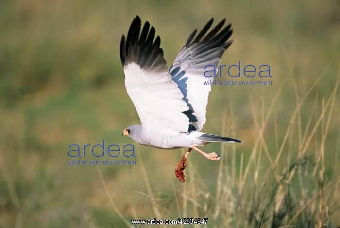 : Pale Chanting GOSHAWK : Pale Chanting GOSHAWK
