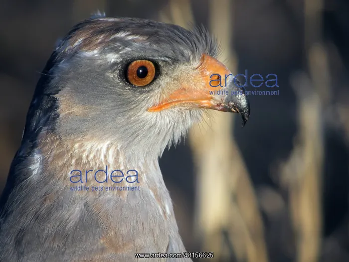 : Pale Chanting Goshawk : Pale Chanting Goshawk