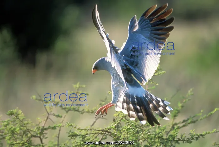 : Pale Chanting GOSHAWK - alighting on tree : Pale Chanting GOSHAWK - alighting on tree