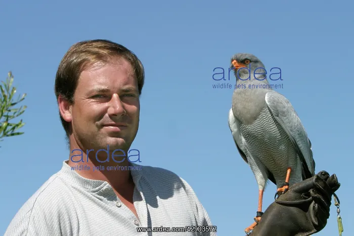 : Pale chanting Goshawk - falconry. Man holding goshawk : Pale chanting Goshawk - falconry. Man holding goshawk