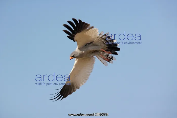: Pale Chanting Goshawk - in flight : Pale Chanting Goshawk - in flight
