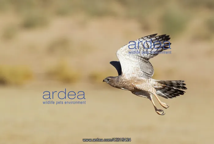: Pale-chanting Goshawk. Juvenile. Flying. Kalahari : Pale-chanting Goshawk. Juvenile. Flying. Kalahari