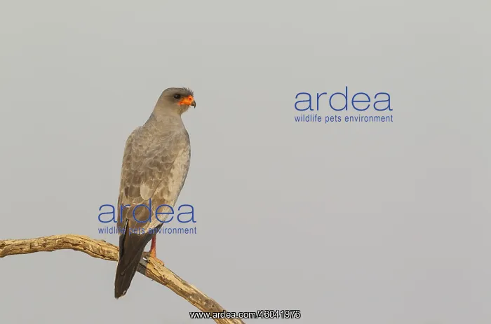 : Pale-chanting Goshawk - Kalahari Desert, Kgalagadi : Pale-chanting Goshawk - Kalahari Desert, Kgalagadi