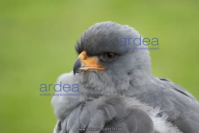 : Pale chanting goshawk (Melierax canorus) adult bird of prey head portrait : Pale chanting goshawk (Melierax canorus) adult bird of prey head portrait