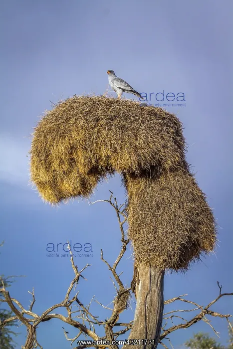: Pale Chanting-Goshawk (Melierax canorus) standing : Pale Chanting-Goshawk (Melierax canorus) standing
