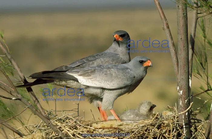 : Pale Chanting Goshawk - pair at nest with young : Pale Chanting Goshawk - pair at nest with young
