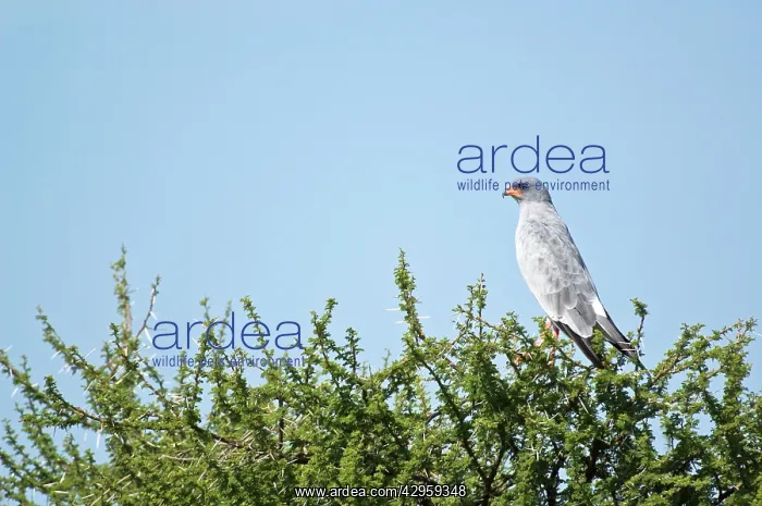 : Pale Chanting Goshawk - Perched on tree : Pale Chanting Goshawk - Perched on tree