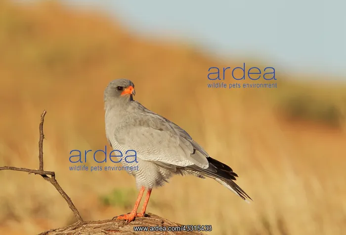 : Pale-chanting Goshawk. Perching. Kalahari Desert : Pale-chanting Goshawk. Perching. Kalahari Desert