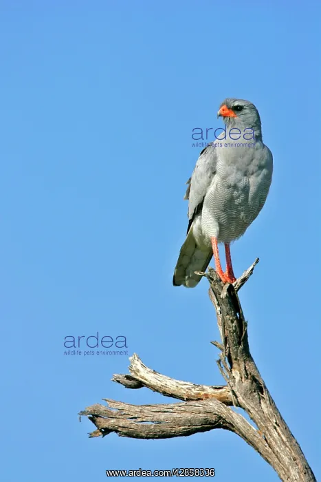 : Pale Chanting Goshawk - sitting on dead tree : Pale Chanting Goshawk - sitting on dead tree