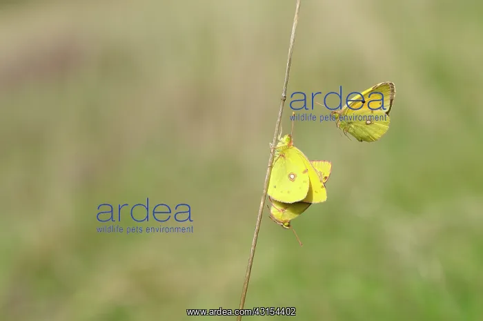 : Pale Clouded Yellow : Pale Clouded Yellow