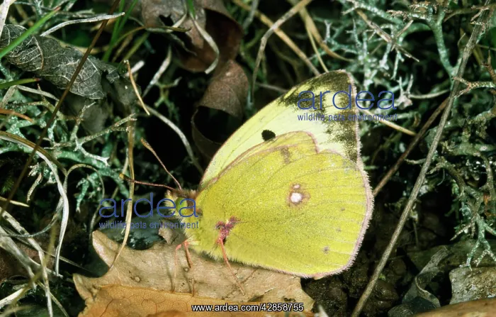: Pale Clouded Yellow Butterfly : Pale Clouded Yellow Butterfly