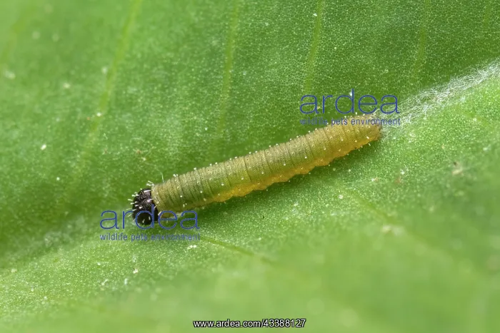 : Pale Clouded Yellow, caterpillar (Colias hyale) : Pale Clouded Yellow, caterpillar (Colias hyale)
