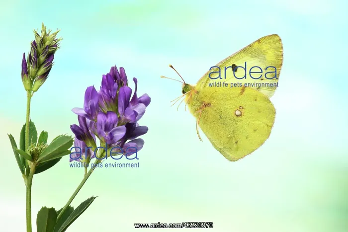 : Pale Clouded Yellow (Colias hyale), in flight, on : Pale Clouded Yellow (Colias hyale), in flight, on