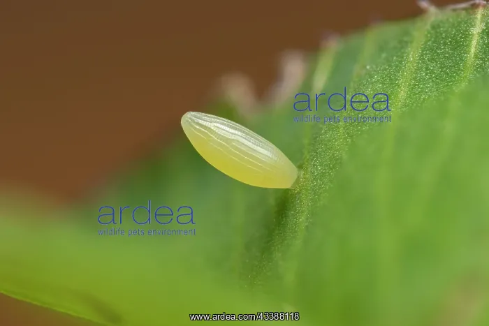  : Pale Clouded Yellow, egg of butterfly (Colias hy