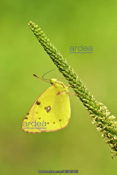: Pale clouded yellow - Underside, resting on flower spike : Pale clouded yellow - Underside, resting on flower spike