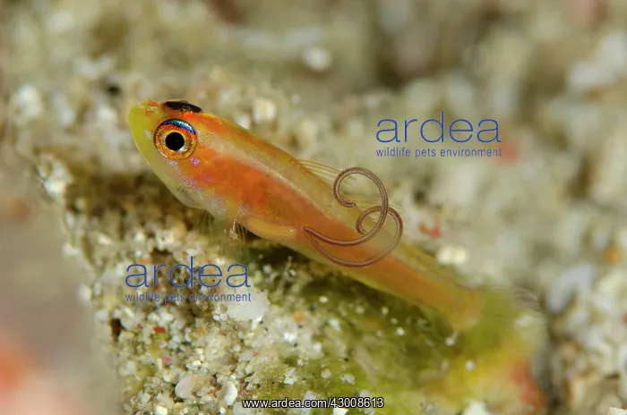 : Pale Dwarfgoby with parasite with egg cases California : Pale Dwarfgoby with parasite with egg cases California
