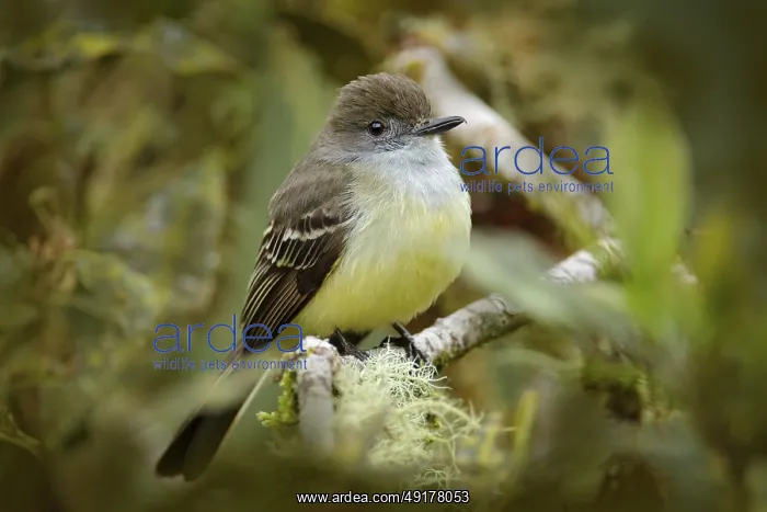 : Pale-edged flycatcher, Myiarchus cephalotes : Pale-edged flycatcher, Myiarchus cephalotes
