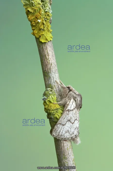 : Pale Eggar : Pale Eggar