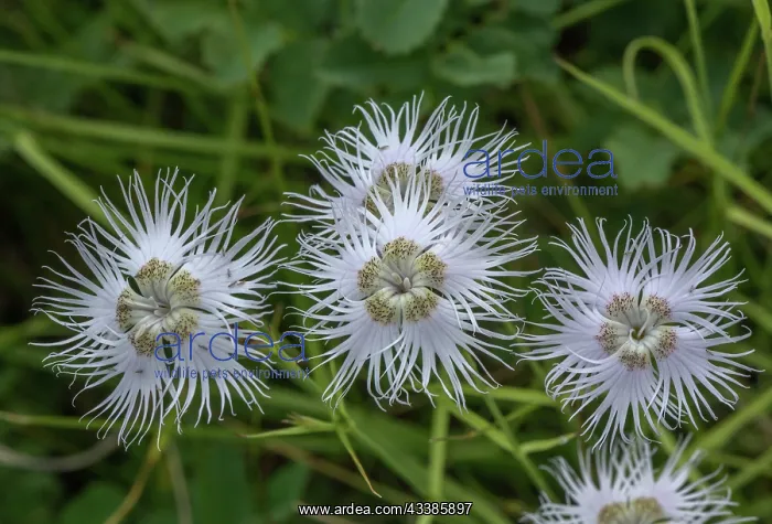 : Pale form of Fringed pink, Dianthus hyssopifoliu : Pale form of Fringed pink, Dianthus hyssopifoliu