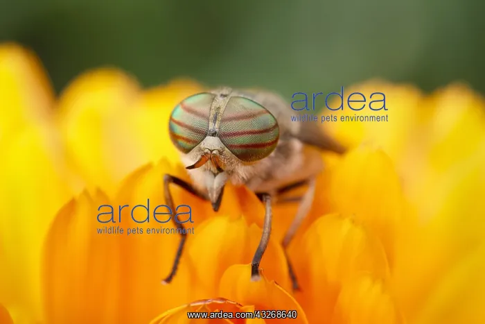 : Pale Giant Horse-fly - Female - Norfolk UK : Pale Giant Horse-fly - Female - Norfolk UK