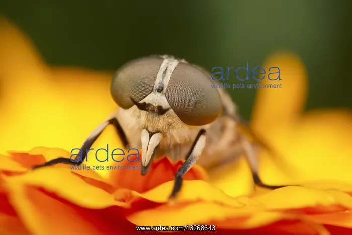 : Pale Giant Horse-fly - Male - Norfolk UK : Pale Giant Horse-fly - Male - Norfolk UK