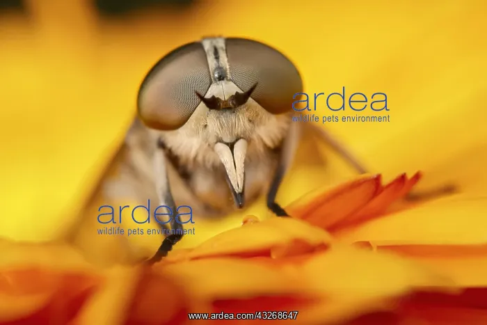 : Pale Giant Horse-fly - Male - Norfolk UK : Pale Giant Horse-fly - Male - Norfolk UK