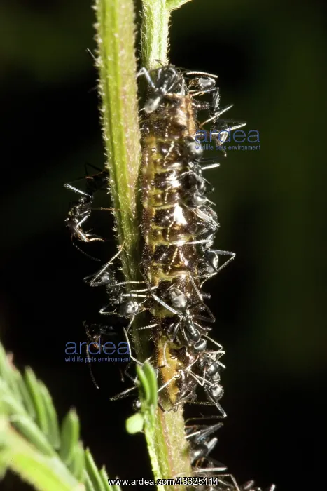 : Pale Hairstreak Butterfly : Pale Hairstreak Butterfly