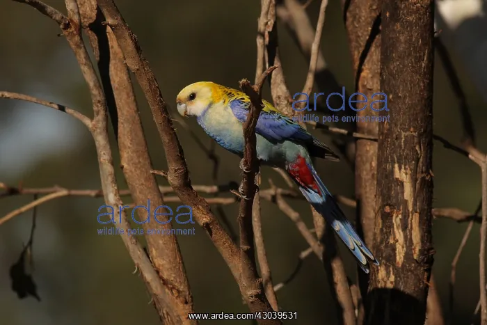 : Pale-headed-Rosella : Pale-headed-Rosella