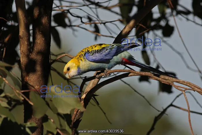 : Pale-headed-Rosella : Pale-headed-Rosella