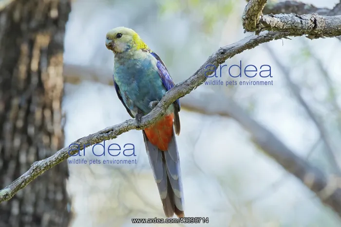 : Pale-headed Rosella : Pale-headed Rosella