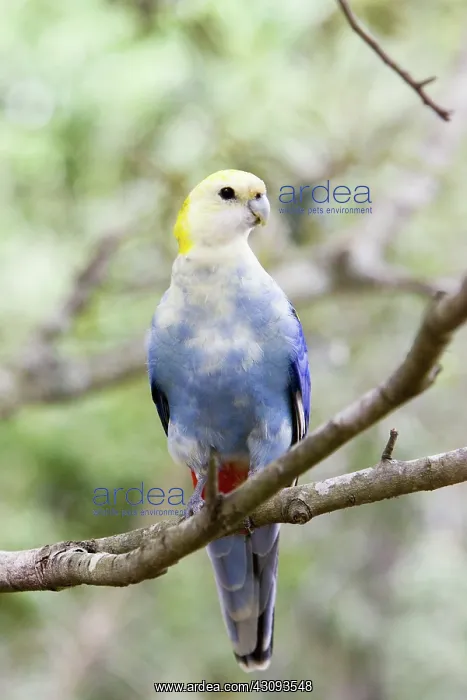 : Pale-headed Rosella : Pale-headed Rosella