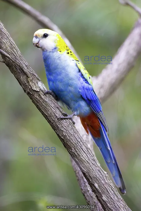 : Pale-headed Rosella : Pale-headed Rosella